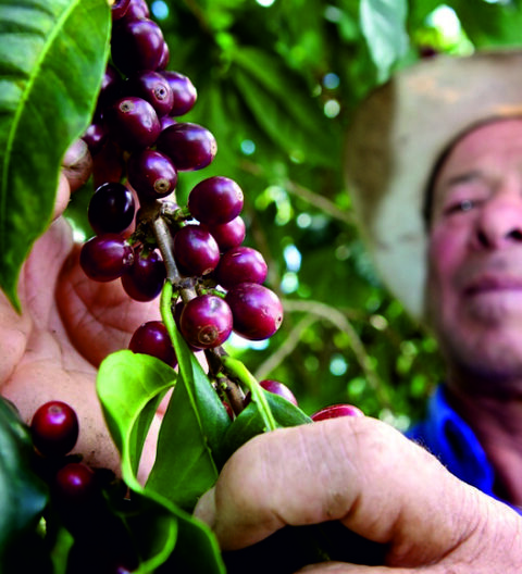 COSTA RICAN