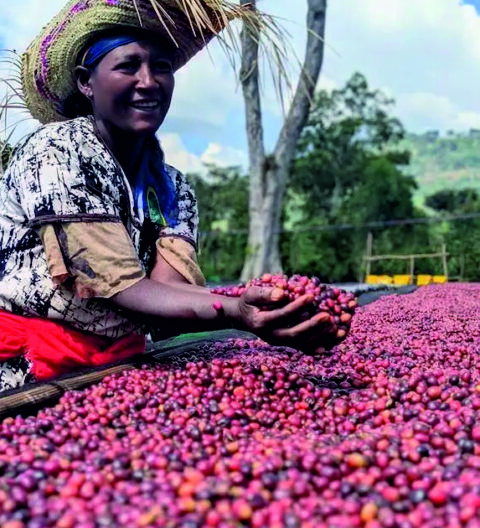 ETHIOPIA SIDAMO